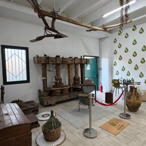 Olive oil museum visit in Calabria Italy