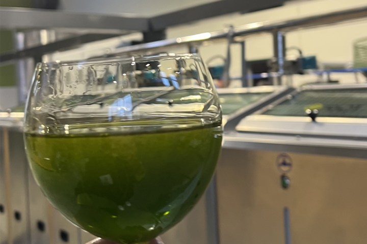 Extra virgin olive oil tasting experience in Calabria