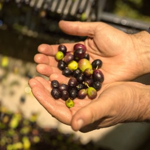 Fresh extra virgin olive oil being poured into glass showing golden green color