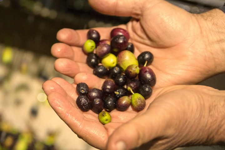 Fresh extra virgin olive oil being poured into glass showing golden green color