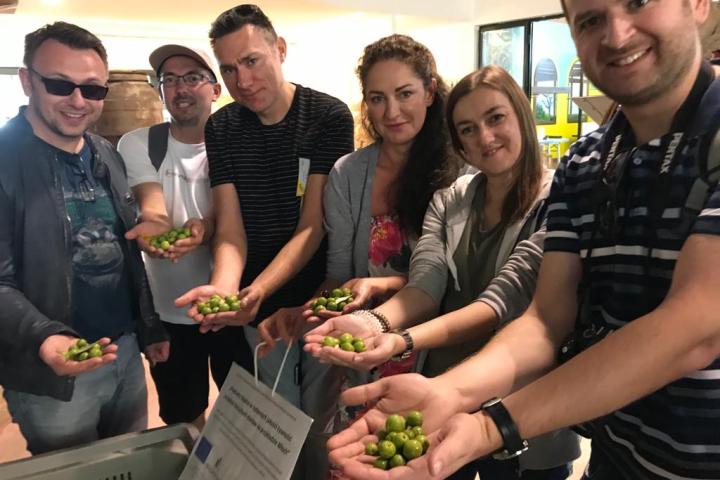 Close-up of olive tree branches with ripe olives in Italian countryside