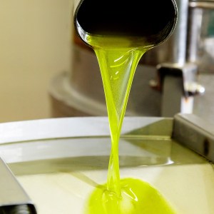 Premium extra virgin olive oil bottles displayed at Italian producer estate