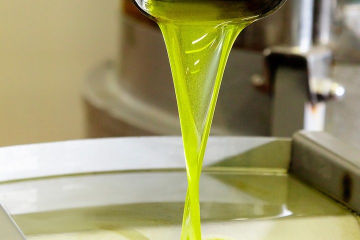 Premium extra virgin olive oil bottles displayed at Italian producer estate