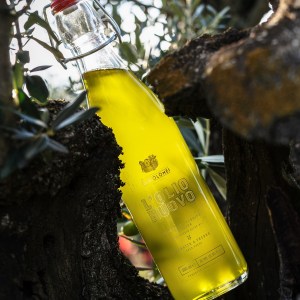 A bottle of olive oil nestled in a tree's branches with sunlight filtering through leaves.
