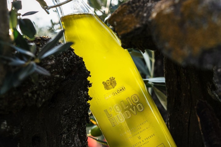 A bottle of olive oil nestled in a tree's branches with sunlight filtering through leaves.