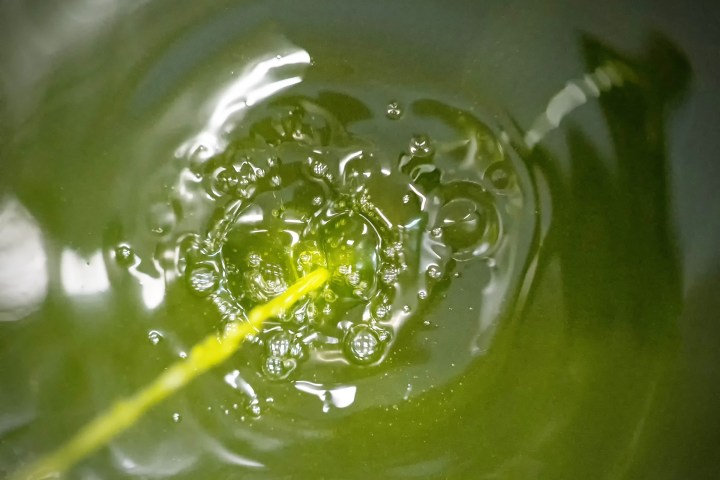 Italian bread with extra virgin olive oil tasting traditional food pairing