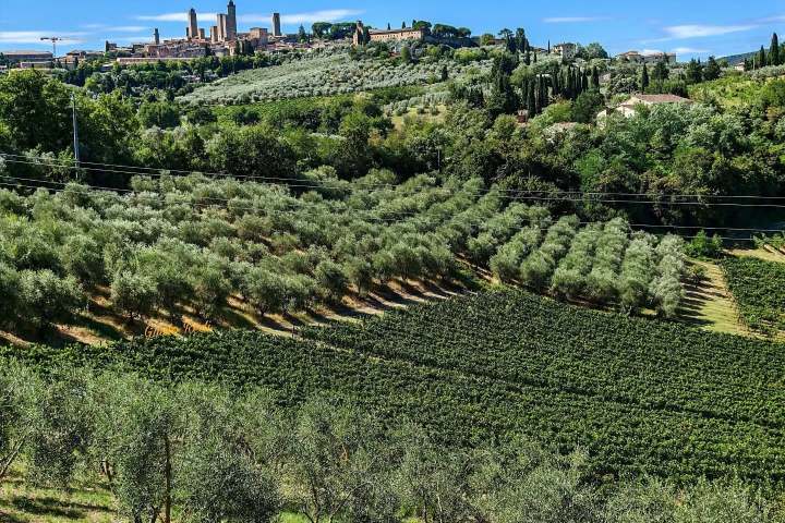 Rolling hills of San Gimignano with vineyard landscape at golden hour