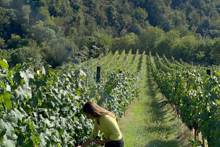 Person in yellow shirt picking grapes in a vineyard with hills in the background.