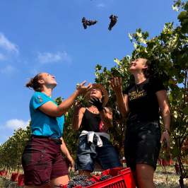 Three people joyfully toss grapes in a vineyard under a clear sky.