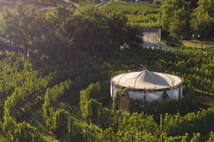 Circular gazebo in lush vineyard landscape under clear sky.