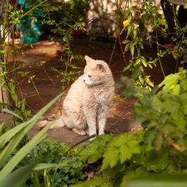 Ginger cat sitting among plants in a Tuscan villa garden