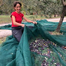 Woman sorting harvested olives on green nets in a Tuscan grove