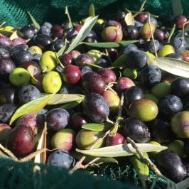 Colorful green, red and black olives on a harvest net in Chianti