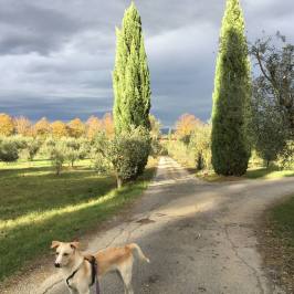 Dog on a country road lined with cypresses and olive groves in Tuscany