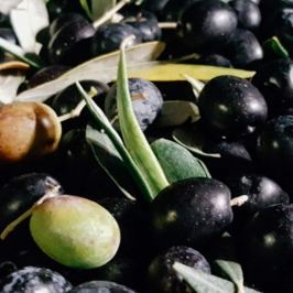 Close-up of freshly harvested dark and green olives in Tuscany