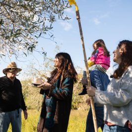 Family with a child joining the olive picking in a Tuscan grove