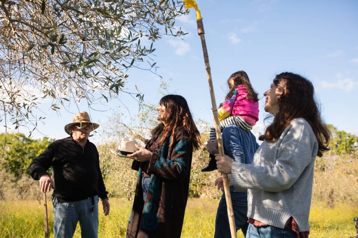 Family with a child joining the olive picking in a Tuscan grove