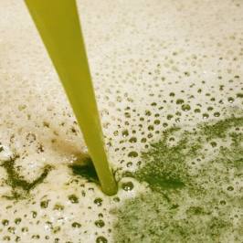 Fresh green extra virgin olive oil pouring at a Tuscan olive mill