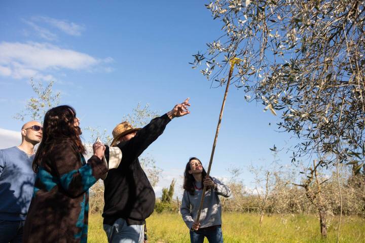 Group harvesting olives with long poles under a blue Tuscan sky
