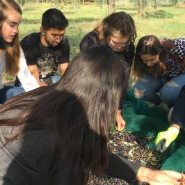 Group of guests sorting olives on the nets during harvest in Chianti