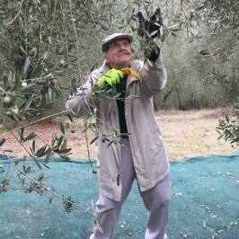 Guest raking olives from a tree onto nets in Tuscany