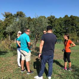 Guests listening during an olive grove tour in the Tuscan countryside