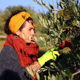 Woman in work gloves hand-picking olives from a tree in Tuscany