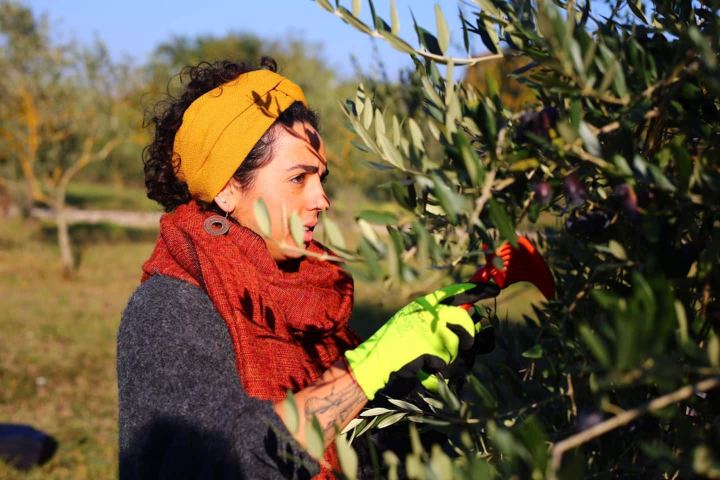 Woman in work gloves hand-picking olives from a tree in Tuscany