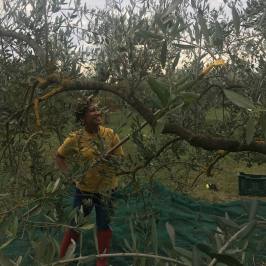 Person harvesting olives among the branches of a Tuscan olive tree