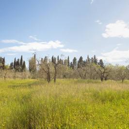 Olive grove meadow with cypress trees under a blue sky in Tuscany