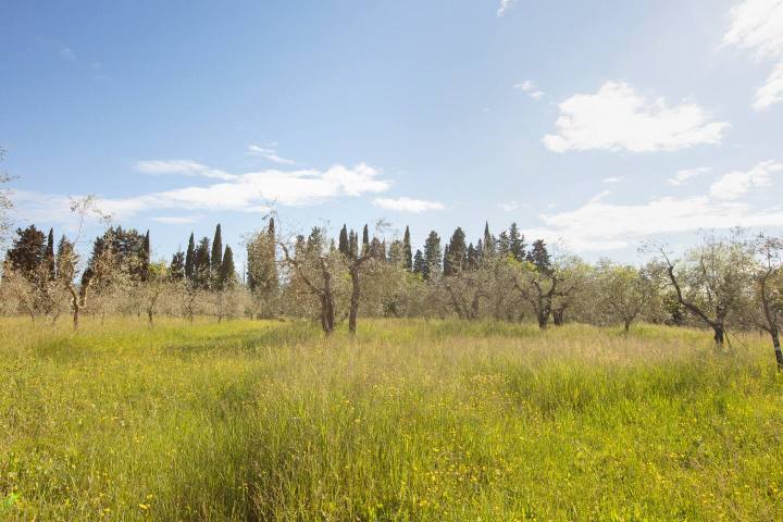 Olive grove meadow with cypress trees under a blue sky in Tuscany
