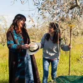 Guide explaining olive harvesting to a guest in a Chianti olive grove, Tuscany