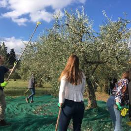 Guests harvesting olives with poles in a sunny Tuscan grove