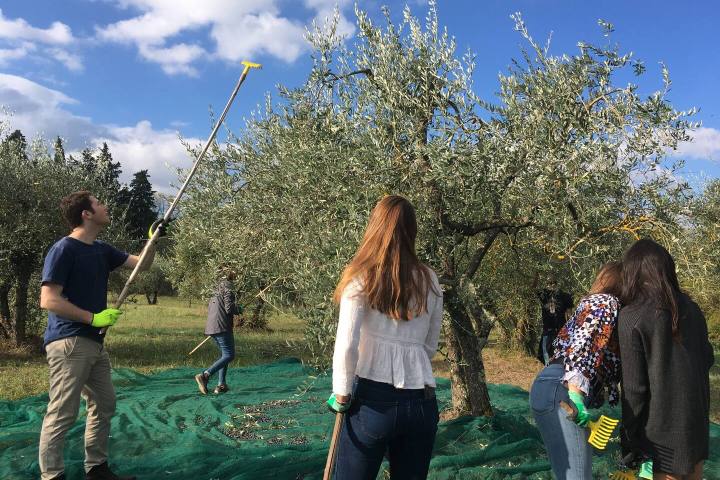 Guests harvesting olives with poles in a sunny Tuscan grove