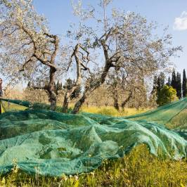 Green nets laid under ancient olive trees in a Tuscan meadow