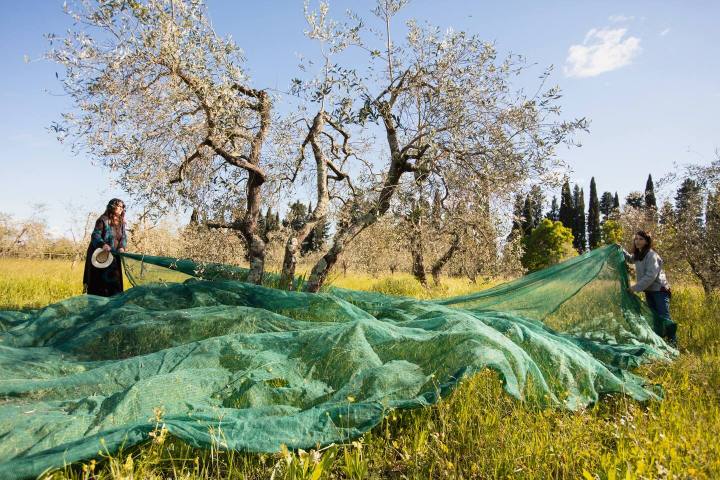 Green nets laid under ancient olive trees in a Tuscan meadow