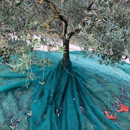 Olive tree trunk surrounded by green harvest nets in Tuscany