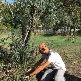 Man gathering fallen olives beneath an olive tree in Tuscany