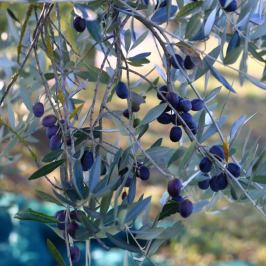 Close-up of ripe dark olives on a silver-green olive branch in Chianti