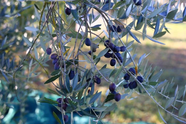 Close-up of ripe dark olives on a silver-green olive branch in Chianti