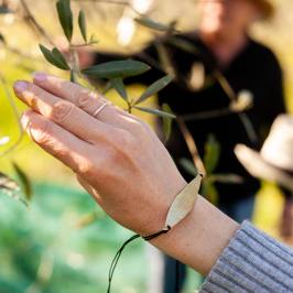 Hand touching olive leaves in a sunlit Chianti olive grove